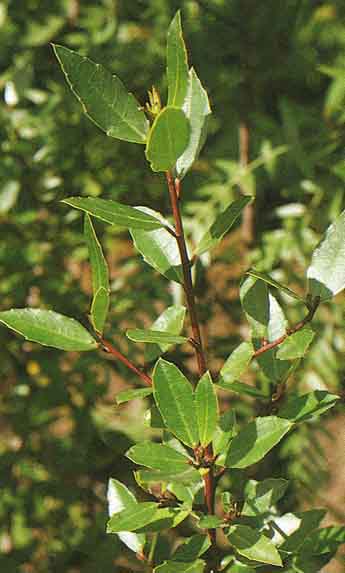  yerba mate o Ilex-Paraguariensis pertenece a la familia de las aquifoliaceas, es decir que es de hoja perenne.