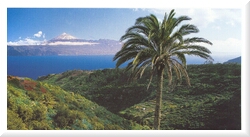 Las islas Canarias